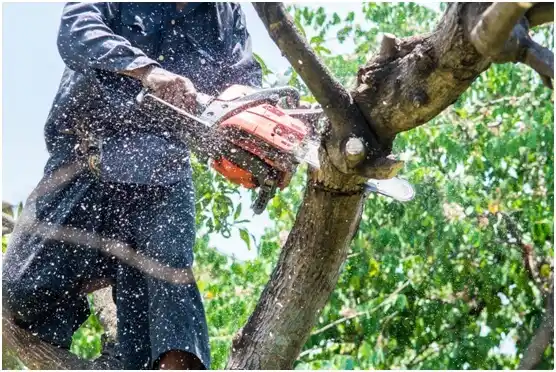 tree services Floyd